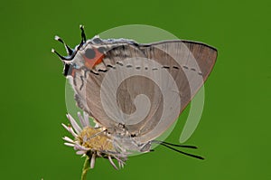 BUTTERFLY ON FLOWER, Pratapa deva