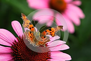 Butterfly on flower