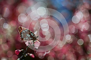 Butterfly on a flower with raindrops on a purple background. Macro photography