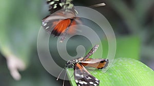 butterfly on the flower s high definition footage video meadows 50fps