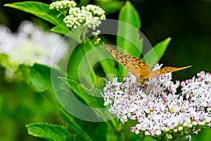 The butterfly on the flower of the Sambucus nigra