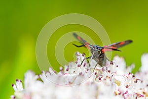 The butterfly on the flower of the Sambucus nigra