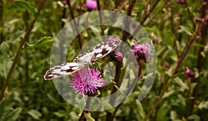 Butterfly on the flower. Slovakia