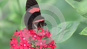 butterfly on the flower slow motion high definition footage video meadows