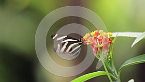 butterfly on the flower slow motion high definition footage video meadows