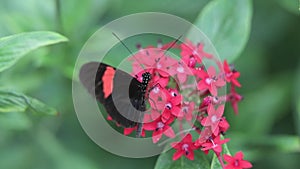 butterfly on the flower slow motion high definition footage video meadows