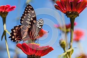 Butterfly on flower in South Africa.