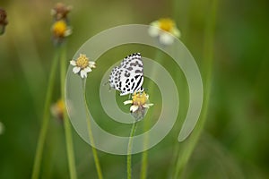 Butterfly On Flower Spotted At Jungle