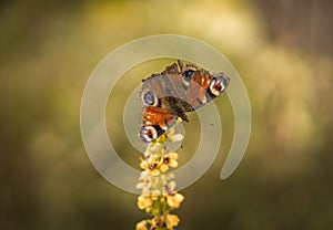 butterfly on a flower stem