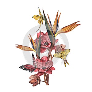 Butterfly, flower strelitzia isolated on white background. Watercolor hand drawn botanical illustration. Art for design