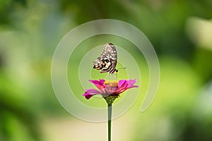 butterfly with flower and sunshine