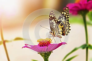 Butterfly and flower with sunshine
