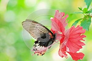Butterfly and Flower in Taiwan, insect, Asia, nature