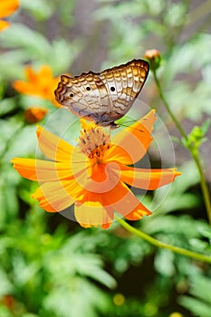 Butterfly on a flower