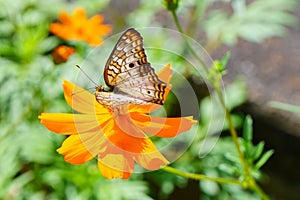 Butterfly on a flower