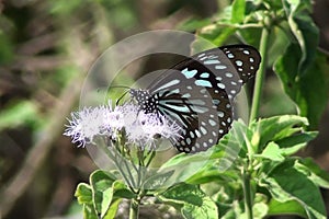 Butterfly on flower taking honey.