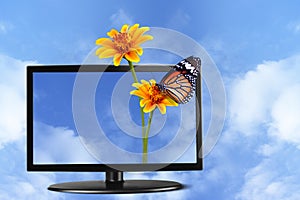 Butterfly and flower on Television