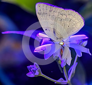 Butterfly on a flower under ultraviolet light.