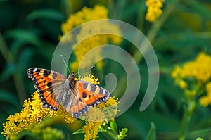 Butterfly flower urticaria