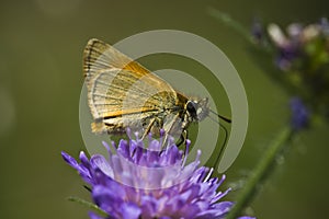 Butterfly on a flower, Vosges, France photo