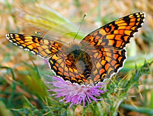 butterfly in flower in the walley