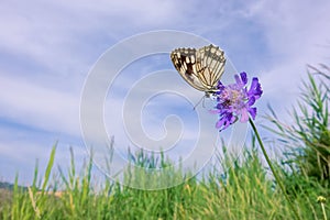 Butterfly and flower photo