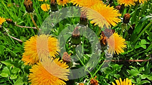 Butterfly On Flower Yellow dandelion flower on spring meadow.