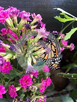 Mariposa sobre el flor 