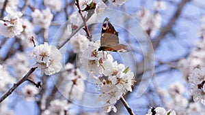 Butterfly on the flowering apricot tree. Footage 4K, Ultra HD, UHD