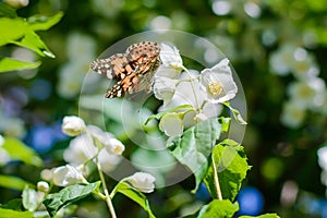 Butterfly on a flowering jasmine bush