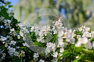 Butterfly on a flowering jasmine bush