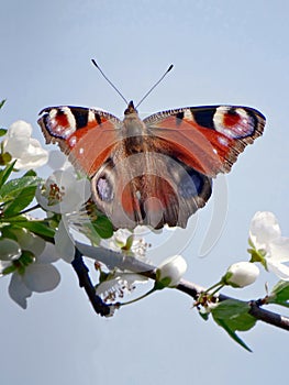 Butterfly On Flowering Tree Branch