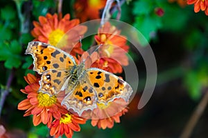 Butterfly and flowers