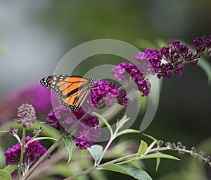 Butterfly on Flowers