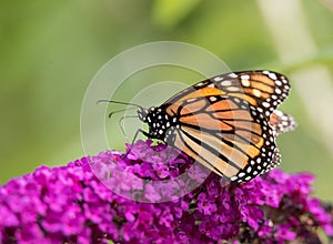 Butterfly on Flowers