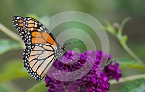 Butterfly on Flowers