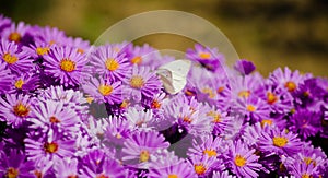 Butterfly on flowers