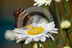 Butterfly on the flowers