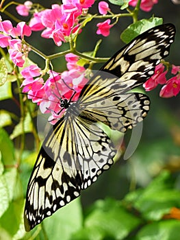 Butterfly on Flowers