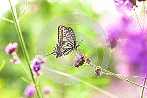 Butterfly on flowers