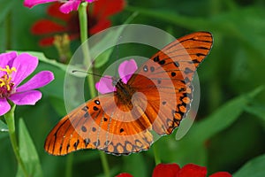 Butterfly and flowers