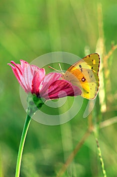 Butterfly on the flowers