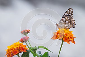 Butterfly and flowers