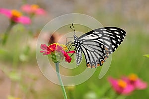 Butterfly on Flowers