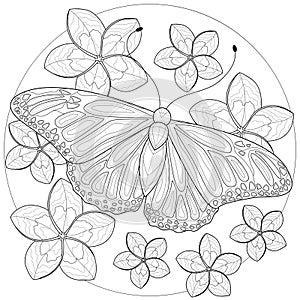 Butterfly with flowers around.Coloring book antistress for children and adults
