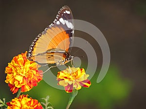 Butterfly, flowers and cross pollination photo