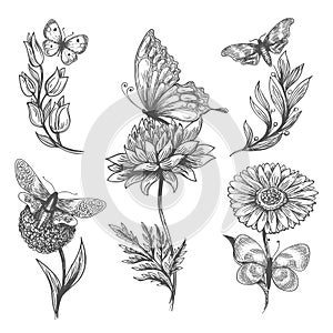 Butterfly and flowers doodle sketch icons