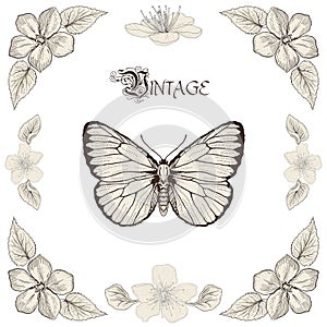 Butterfly and flowers drawing vintage engraving style