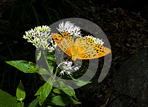 Butterfly and flowers