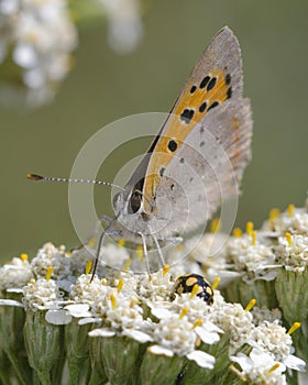 Butterfly on flowers